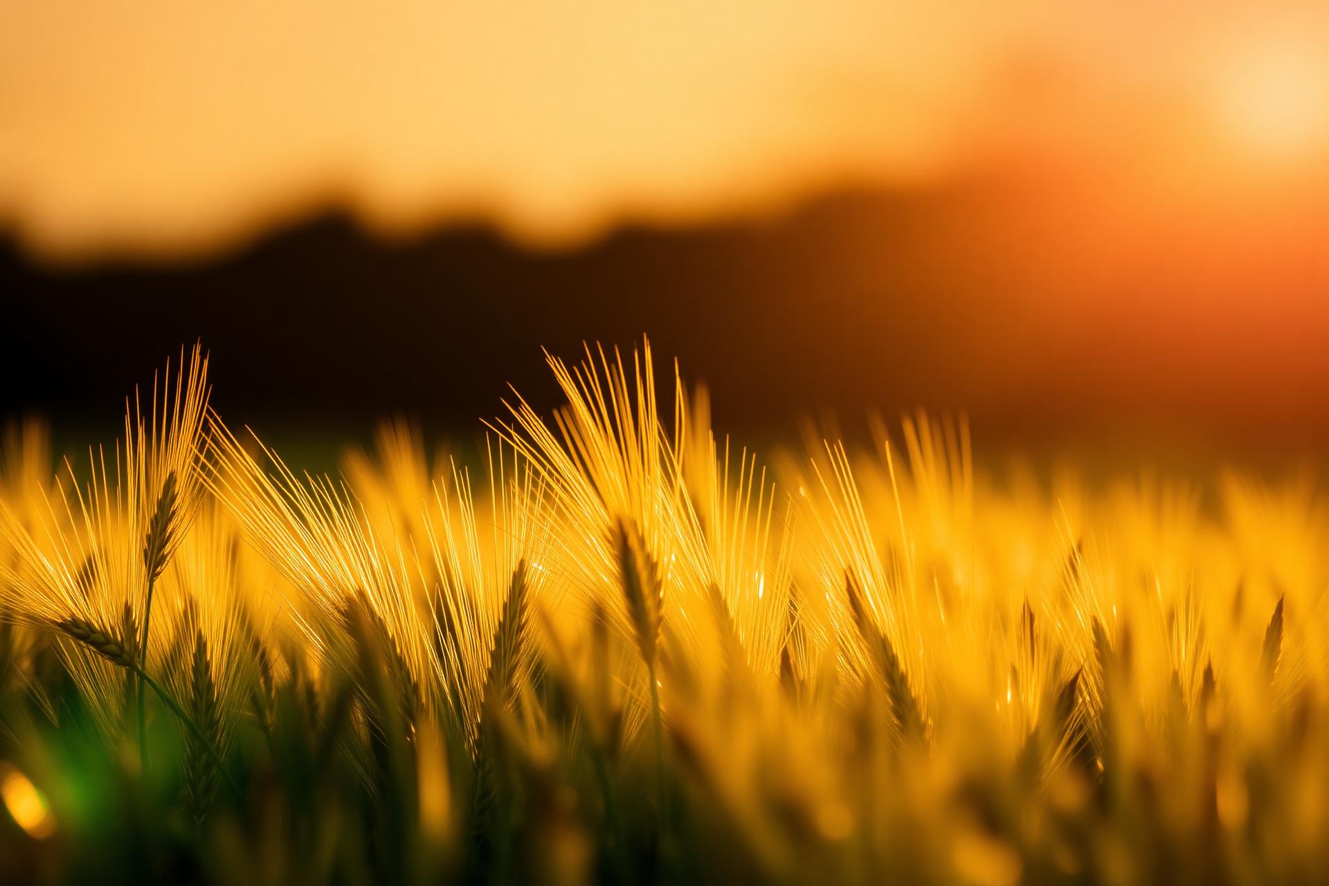 Golden wheat field at sunrise